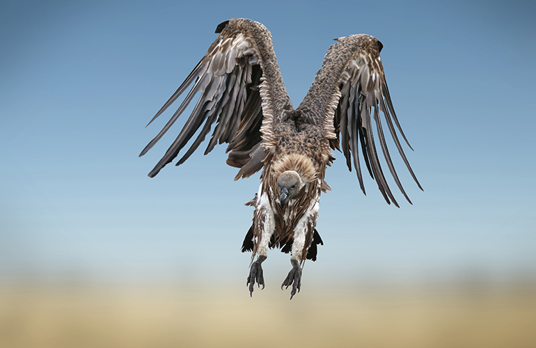 Vultures