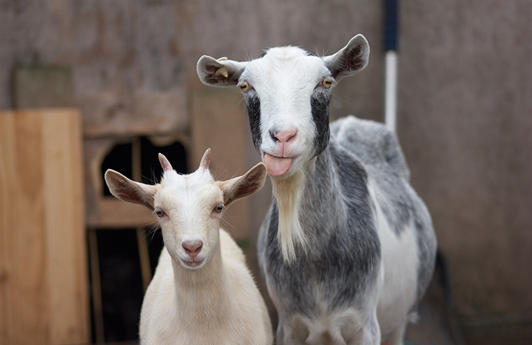 Goats