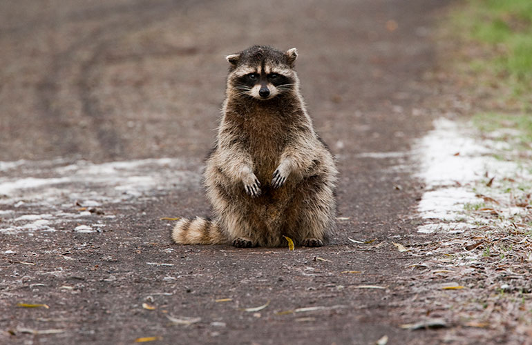 Raccoons