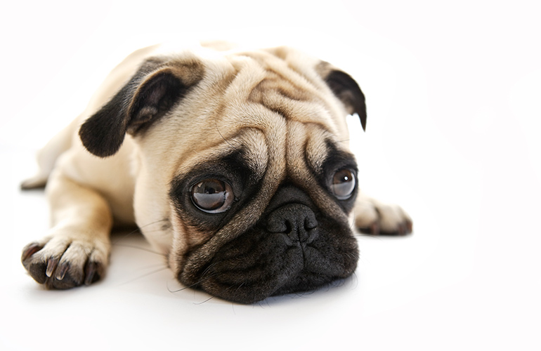 It’s just a rumour – I’m not related to the bulldog