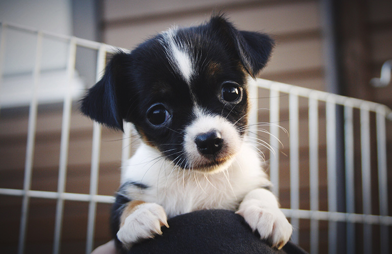 I’d prefer a cat for a roomie over another dog