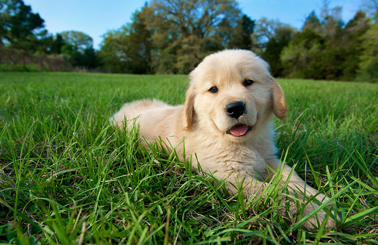 I was voted most friendly and outgoing in puppy school