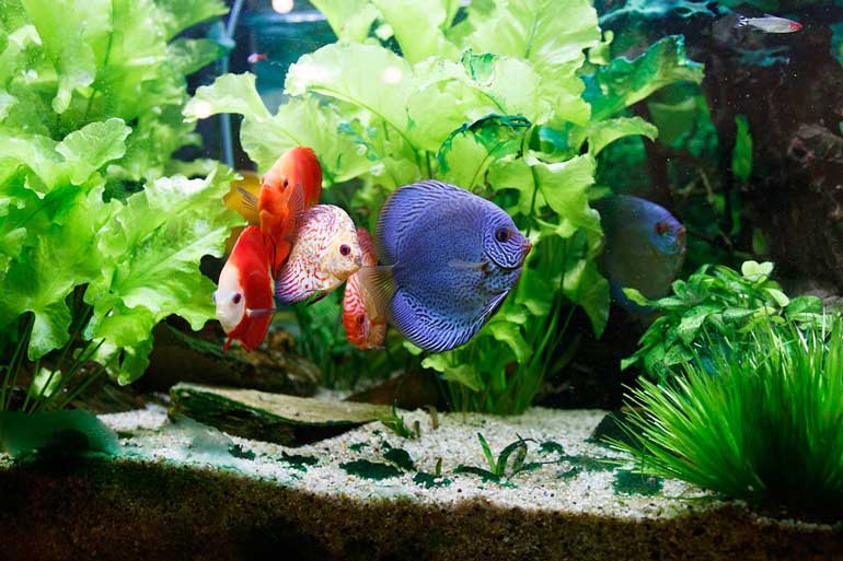Check your aquarium’s water
