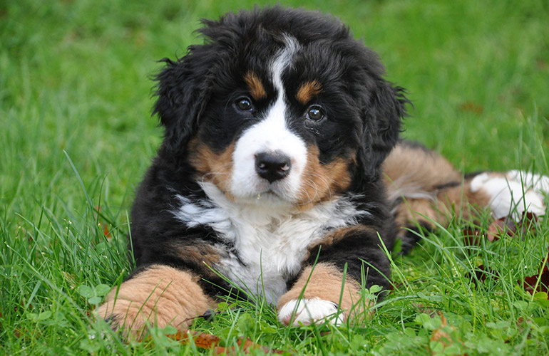 Bernese Mountain Dog