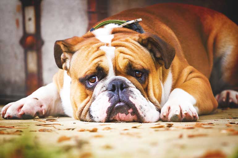 English Bulldog