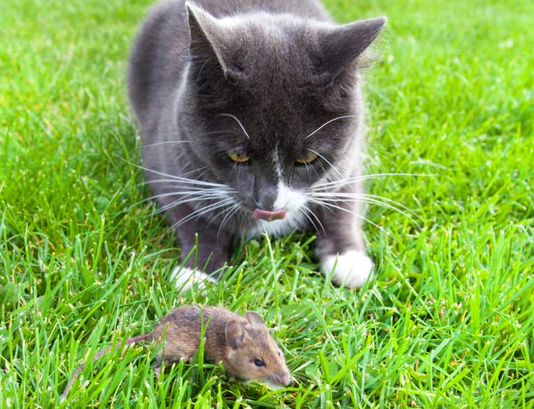 1. Predator-prey relationships