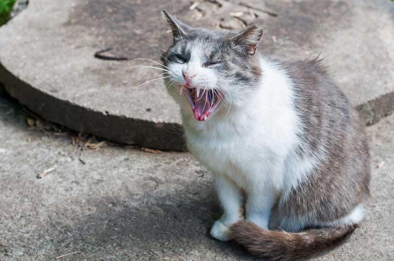 3. Why Do Cats Cry Incessantly?