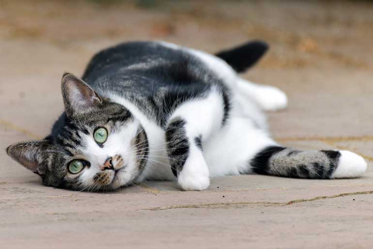2. Why Do Cats Roll on the Floor?
