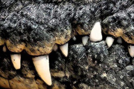 Crocodile Attack!