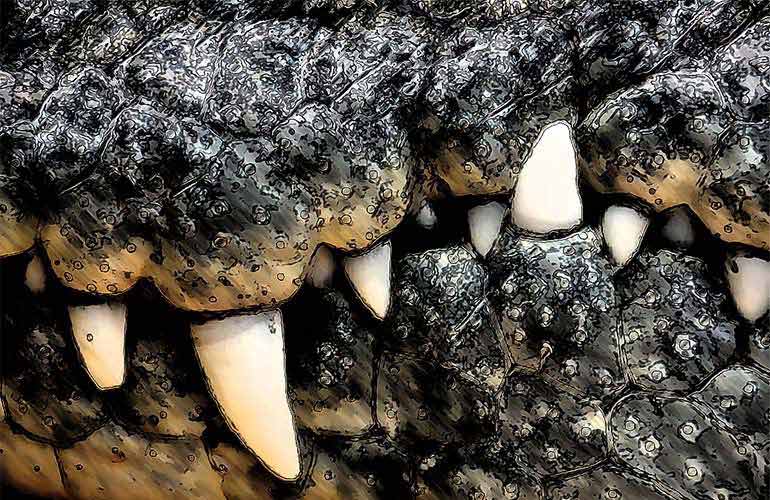 Crocodile Attack!