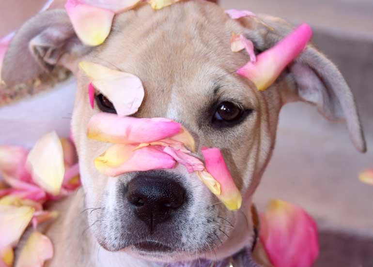 Top 10 Names For Girl Dogs In 2017
