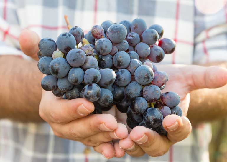 1. Grapes