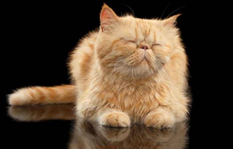 6. Exotic Shorthair