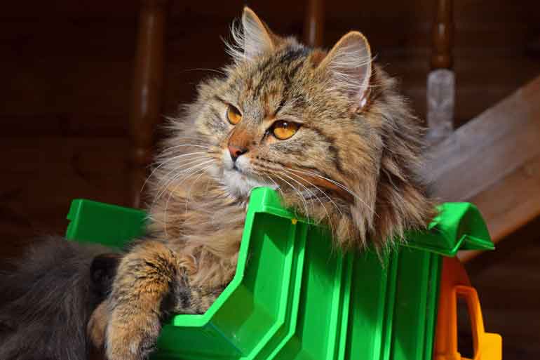 1. Maine Coon