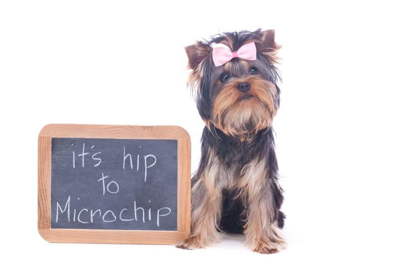 1. Forgetting to microchip your pup