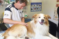 6 tips to help your dog live longer