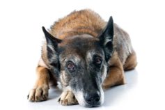 How to Care for Your Ageing Pet