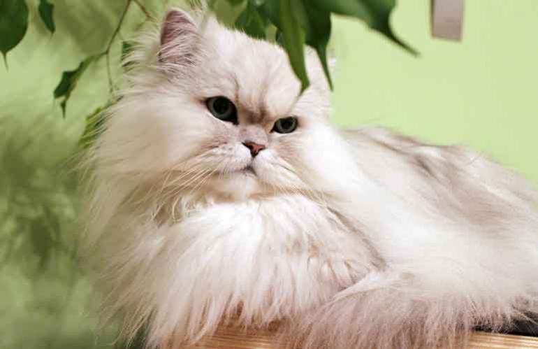 5. Persian