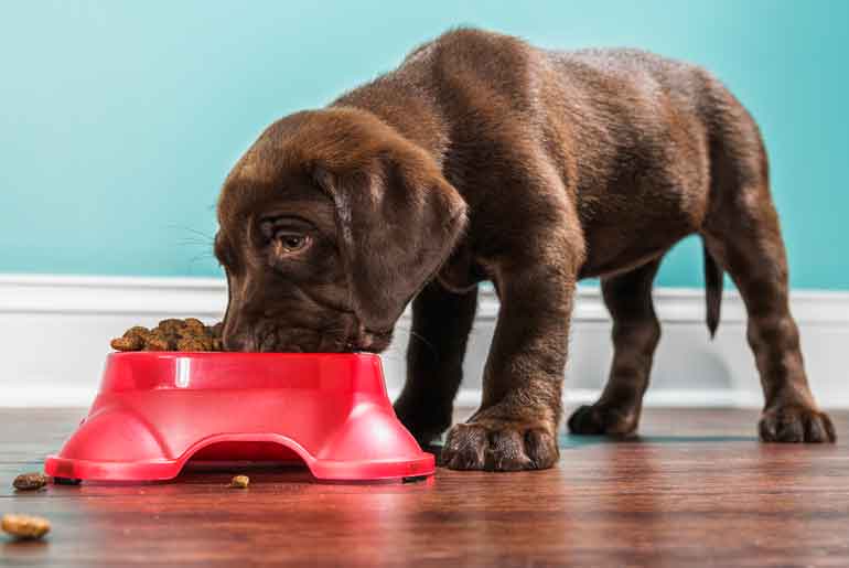 They wash their pet’s food bowl