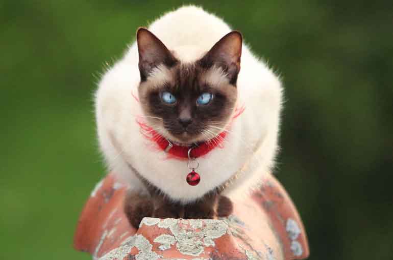 3. Siamese