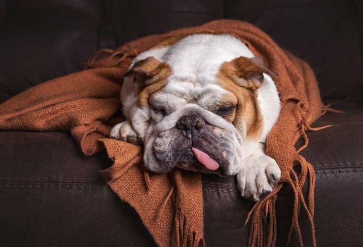 12 foods you didn’t know could kill your dog