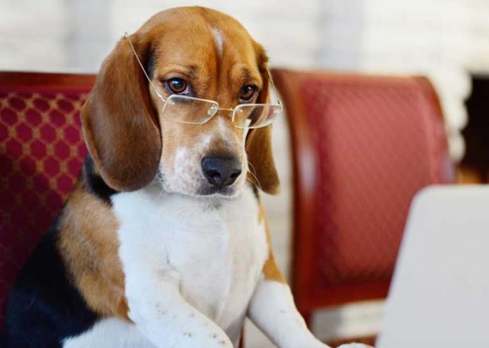 8 of the Smartest Animals That Learn Even Faster Than You | Reader's Digest New Zealand 8 of the Smartest Animals That Learn Even Faster Than You | Reader's Digest New Zealand