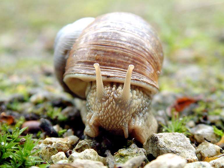 Nature’s vacuum cleaners