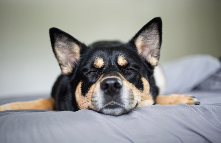 Make sleeping pets lie