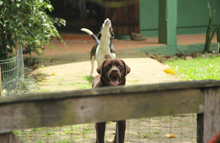 Your dog