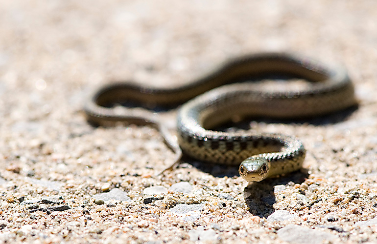 You dream of a snake