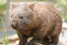 Incredible animal facts you probably didn’t know before-part 2