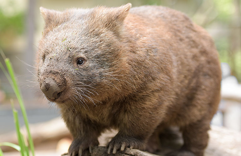 Incredible animal facts you probably didn’t know before (part 2)