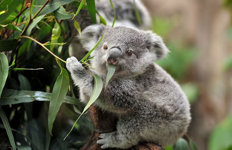Koalas