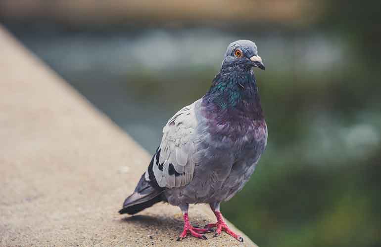 Cher Ami the pigeon saved hundreds of American troops