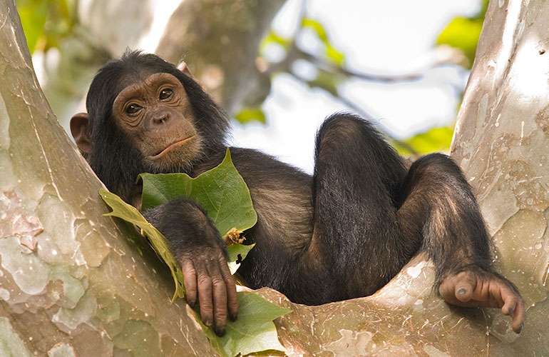 Chimpanzees
