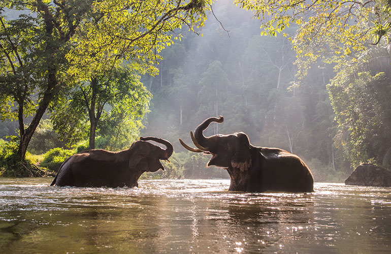 Elephants