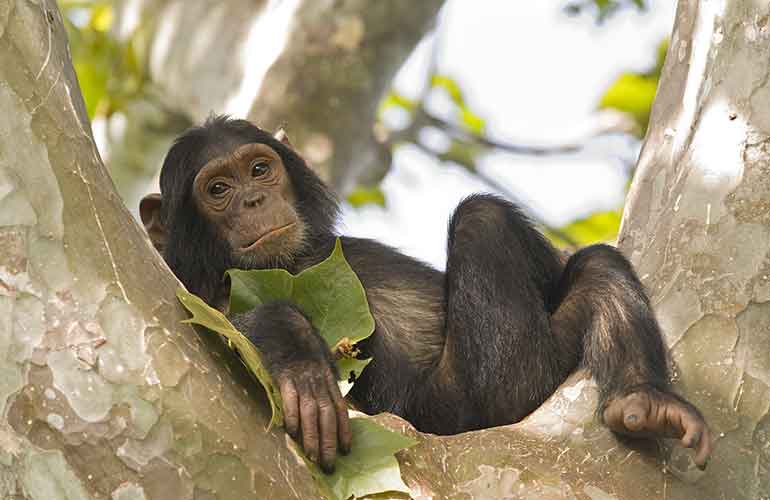 David Greybeard revealed chimpanzees’ true intelligence
