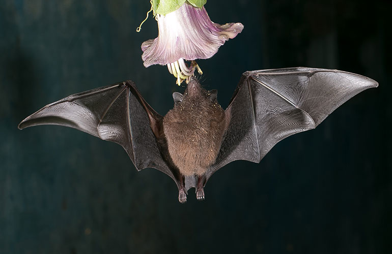 Bats