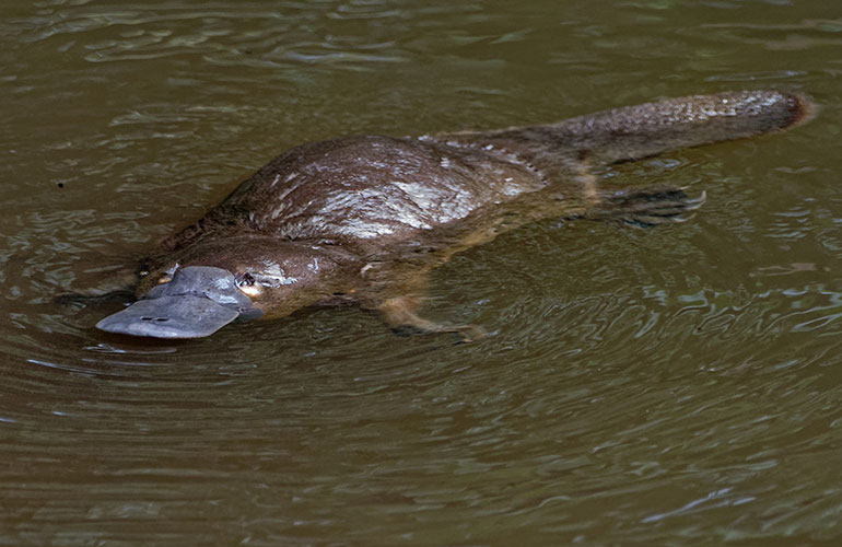 Platypus