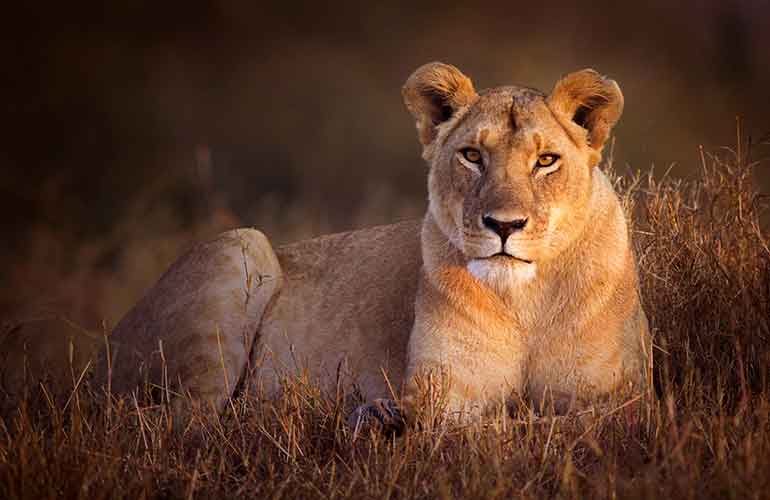 Elsa the lioness inspired wildlife conservation