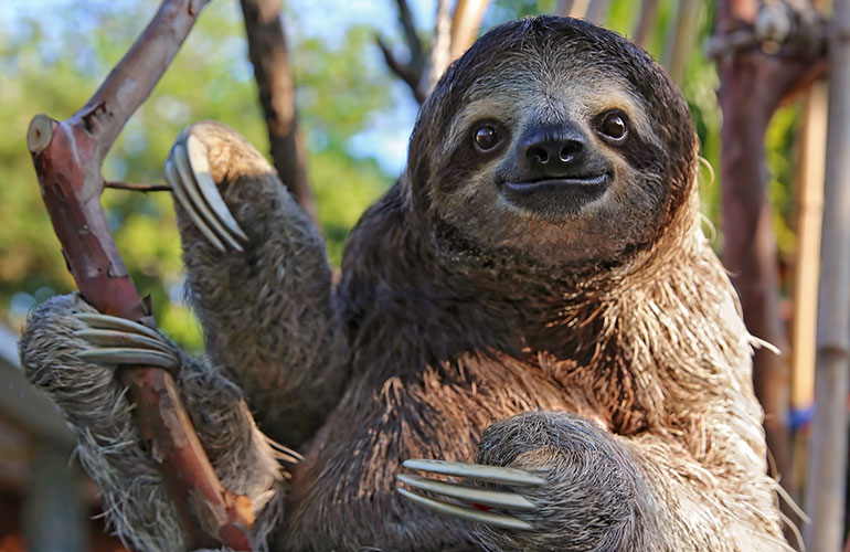 Sloths