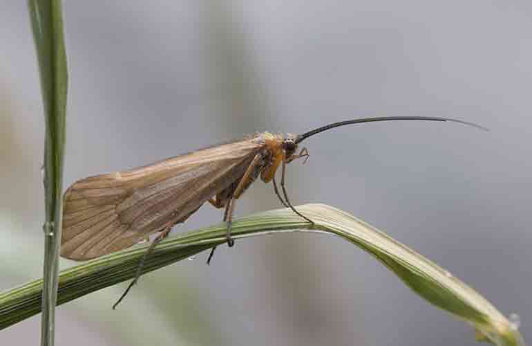 Caddisflies