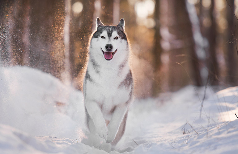 Balto the dog delivered life-saving serum