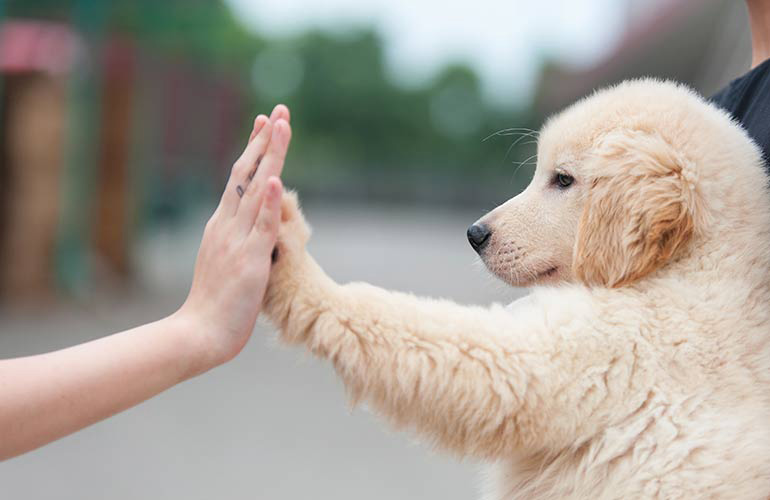 Get a (friendly) dog