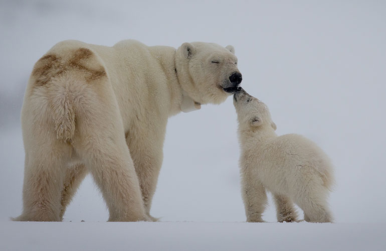 Polar bears