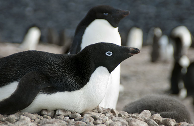 Adélie penguins