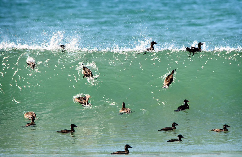 Ducks