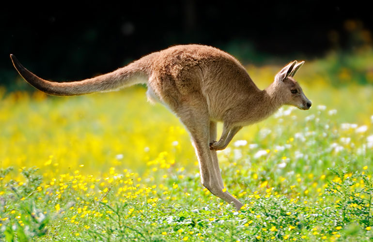 Kangaroos