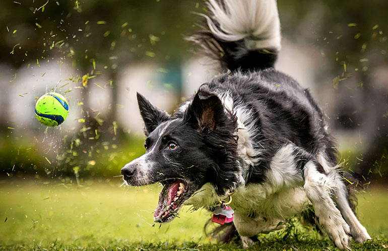 Pickles the collie thwarted a robbery