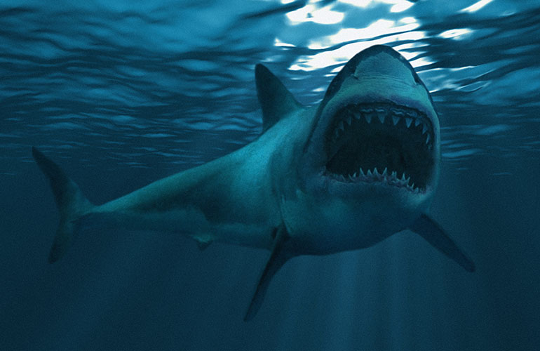 Sharks